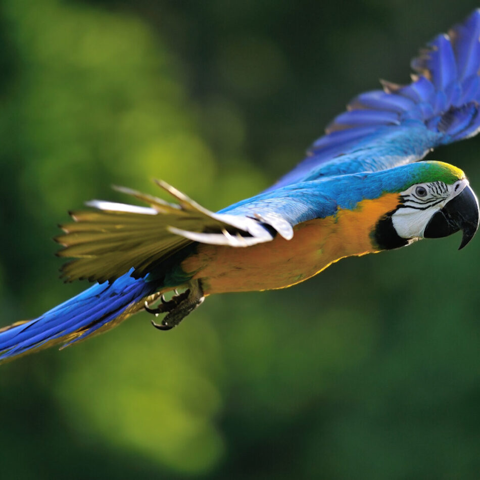 perroquet-parrot